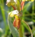 fiore