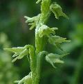 Herminium monorchis (L.) R.Br. in W.T.Aiton BIOLVEG