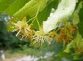 fiore