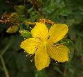 fiore fiore