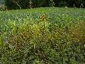 pianta pianta