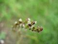 fiore fiore