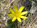 fiore fiore