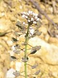 fiore