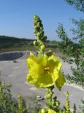fiore