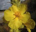 fiore