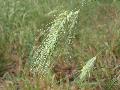 fiore fiore