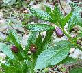 fiore fiore