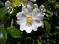 fiore