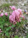 fiore
