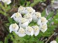 fiore fiore