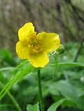 fiore fiore