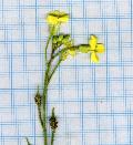 fiore fiore