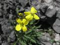 fiore