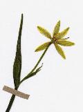 fiore