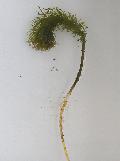 pianta pianta