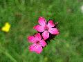 fiore fiore
