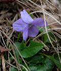 fiore