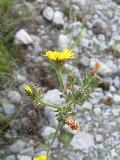 fiore