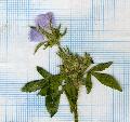 fiore