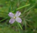 fiore fiore