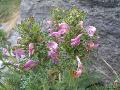 fiore fiore