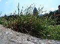 pianta pianta