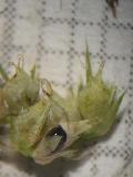 fiore