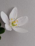 fiore fiore