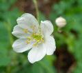 fiore fiore