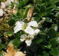 fiore fiore