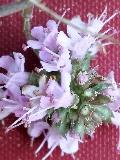 fiore