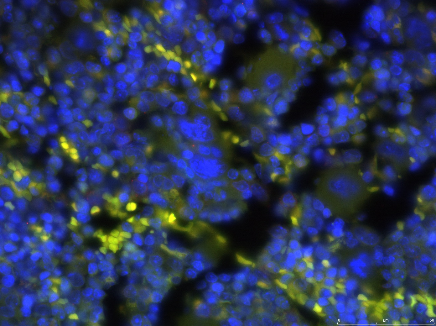 Cell nucleus